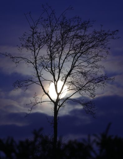 A full moon illuminates tree in darkness