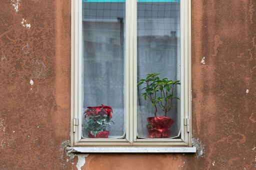 Two poinsettias with plastic green are behind a curtain in a window. The flower pots are wrapped in glossy red paper.