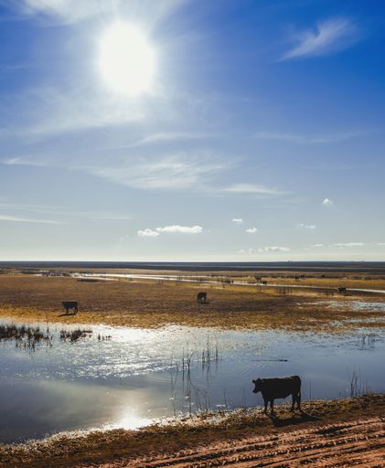 Cows in the flooded field, a day with the strong sun and the blue sky