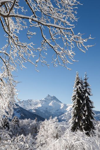Winter landscape view of trees covered by snow and framing a mountain range with a sunny day blue sky