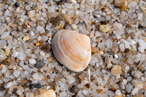 A sea shell on a rock with gravel and leaf