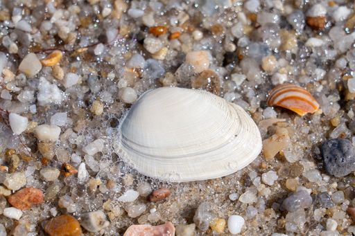 A seashell rests on sandy beach