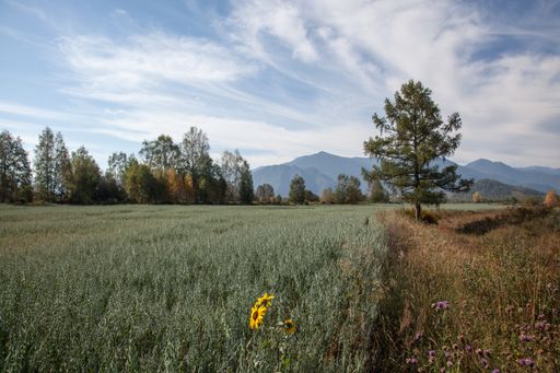 A field planted with cereals, with lonely sunflower flowers between the ears. Mountains in the background, beautiful clouds in the sky.