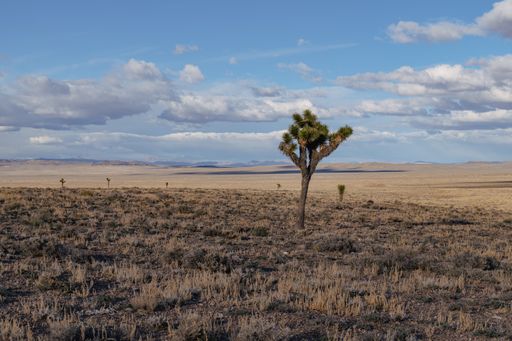 A single Joshua tree stands isolated in the desert, close to a herd of animals
