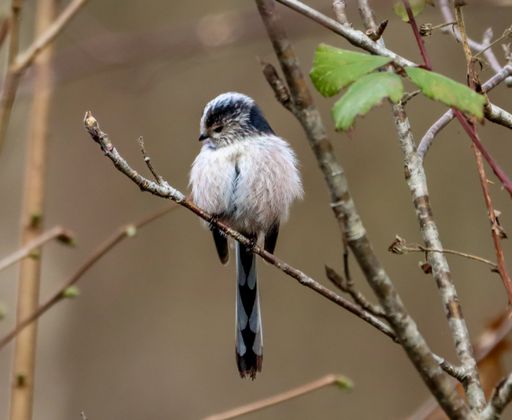 A long tailed tit perched on a slender tree branch.