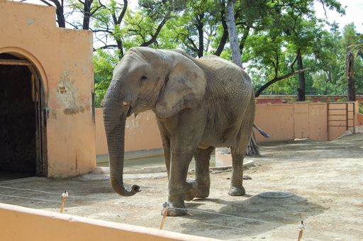 A big Indian elephant in the zoo during the daytime