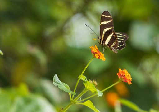 A butterfly with light yellow and black stripes standing on a flower with a blurred background