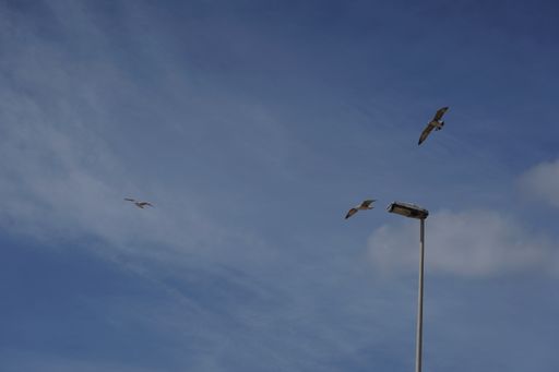 A low angle shot of seagulls flying in a cloudy blue sky during daytime