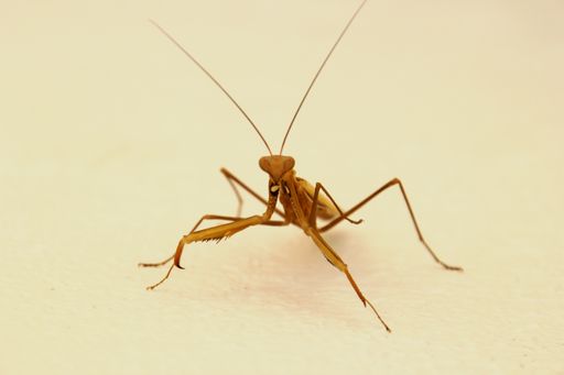 A closeup shot of a mantis on a white surface