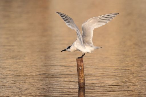 Wintering Sandwich tern Thalasseus sandvicensis, wings outspread perched on post in a salt pan filled with water. Salina Nature Reserve, Malta