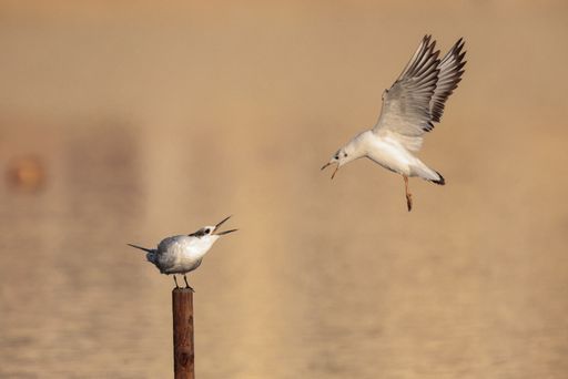 A juvenile black-headed gull and sandwich tern screaming at each other as the gull attempts to evict the tern from perch. Salina Nature Reserve, Malta