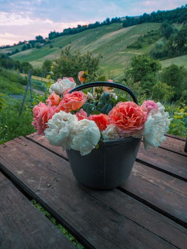A closeup shot of peonies in the bucket