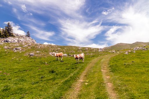 A pair of cattle grazing on a hillside meadow