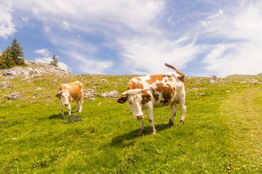 A pair of cattle grazing on a meadow