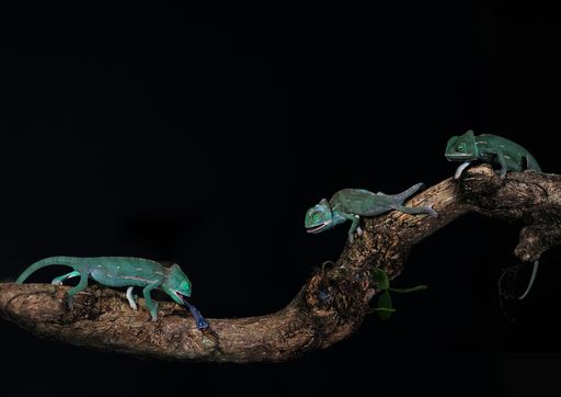 A closeup of veiled chameleons perched on a branch