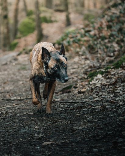 A Belgian Shepherd dog strolling along a forest trail
