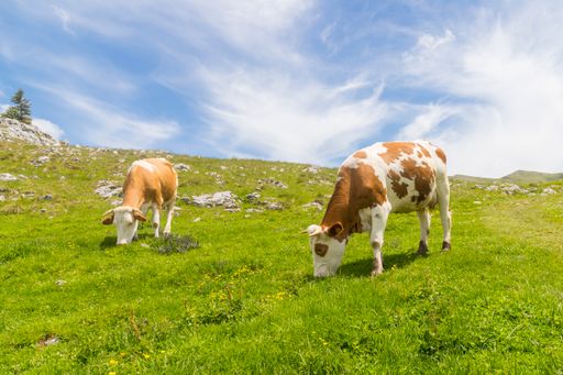 A pair of cattle grazing on a meadow
