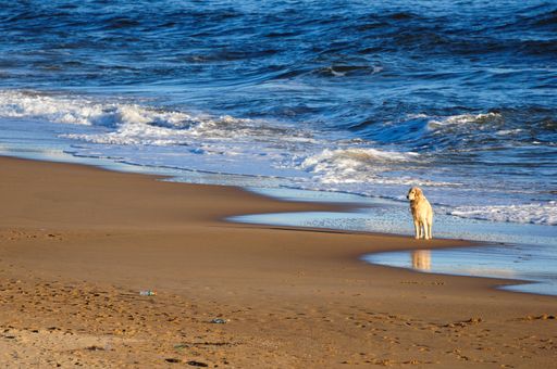 Golden retriever dog is waiting, near the shore of the beach, for his master at Playa Mansa, Punta del Este, Maldonado, Uruguay