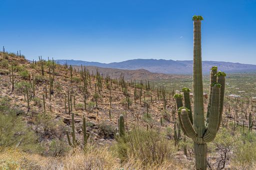 A closeup shot of mountainside covered with saguaro cacti and flowering saguaro cactus