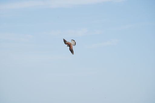 A low angle shot of a hawk flying in the blue sky