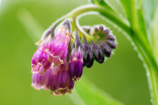 Flowers of the common comfrey after a rain shower in a flowering meadow in a park. Close-up