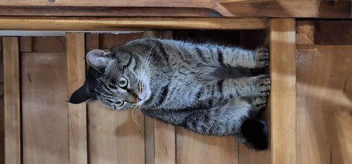 A cat perched on wooden stairs indoors