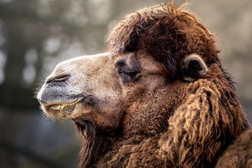 A close-up of a camel with long fur gazing into the distance.