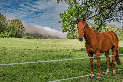 A beautiful brown horse looking at the camera with clever eyes from behind a fence standing in the field on a cloudy day