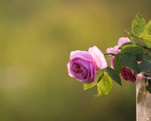 A vertical shot of a pink rose in a garden under the sunlight with a blurry background
