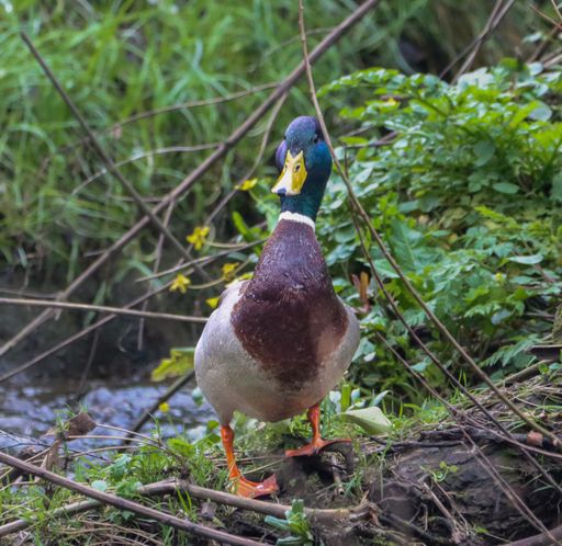 A duck strolling by water through tall grass