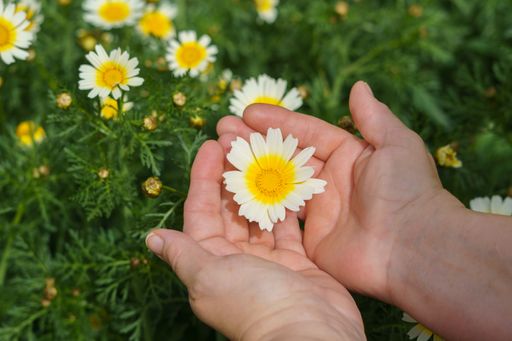 woman holding a beautiful white and yellow daisy in her hands in the field