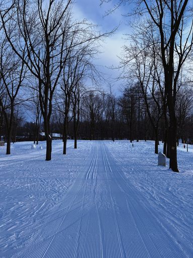 Solitary ski track among leafless trees in snowy park