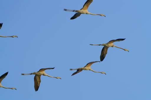 A flock of cranes flying in the clear blue sky