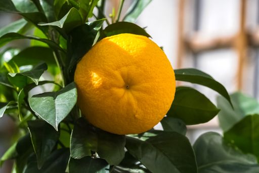 A closeup of a tangerine hanging on a tree in springtime