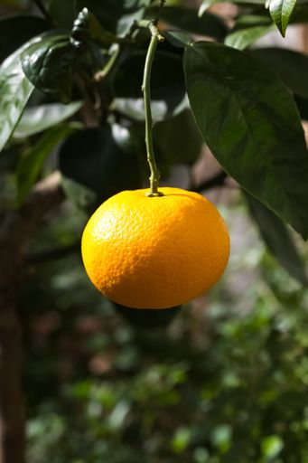 A closeup of a tangerine hanging on a tree in springtime