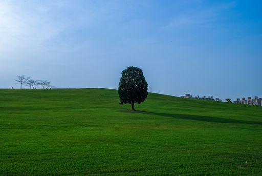 A lone tree on a grassy hillside's edge.