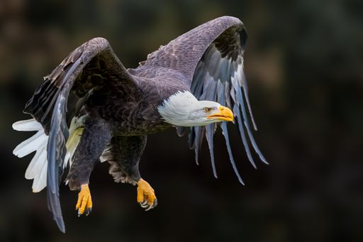 A majestic Bald Eagle flying with wings outstretched wide