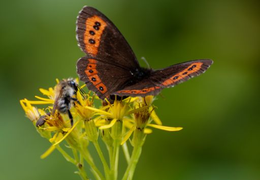 Two small butterflies resting on yellow flowers with grass in the background