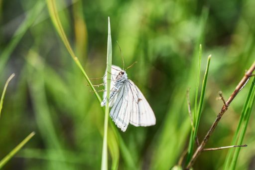 A macro shot of a hawthorn butterfly on green grass against a blurred background