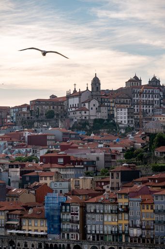 A scenic view of a seagull flying above the city of Porto in Portugal