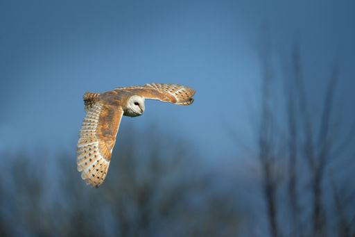 An owl in flight with wings fully extended.