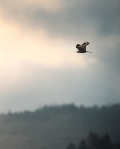 A big bird soaring above a grassy field.