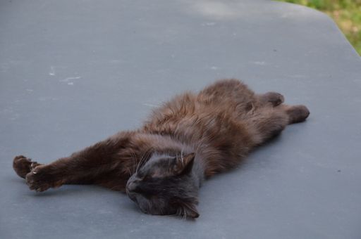 A sleeping cat on a gray surface outdoors