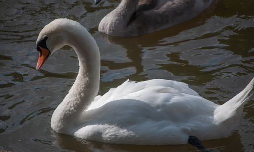 Portrait of a mute swan (Cignus olor)