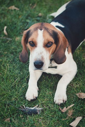 A vertical shot of a beagle lying on the lawn with a dead mouse in front