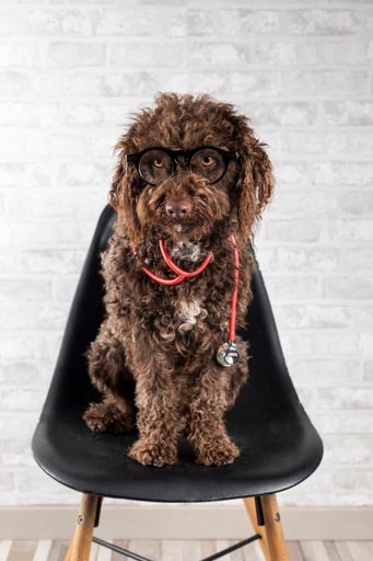 A dog wearing glasses sitting in a black chair