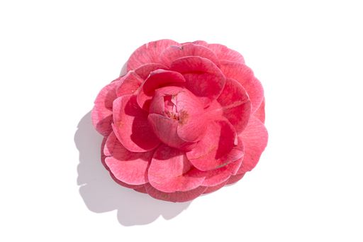Pink camellia flower isolated on white background. Camellia japonica