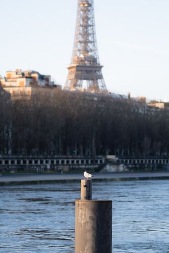 A gull perched on a pole near a flowing river in Paris