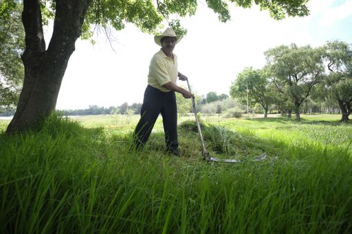 A Hispanic male farmer with an old scythe in cutting weeds on a farm