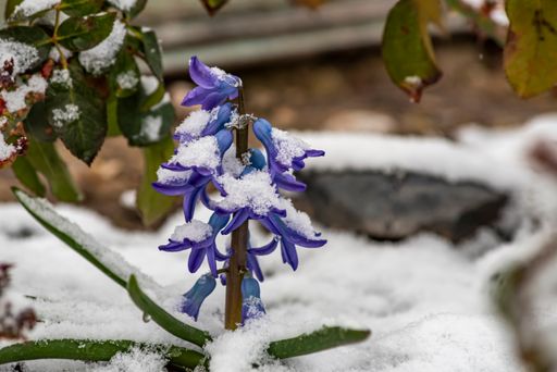 A closeup shot of a blue Hyacinth flower with snowy petals in the garden in winter